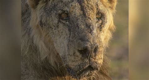 In Kenya, lions are speared to death as human-wildlife conflict worsens amid drought